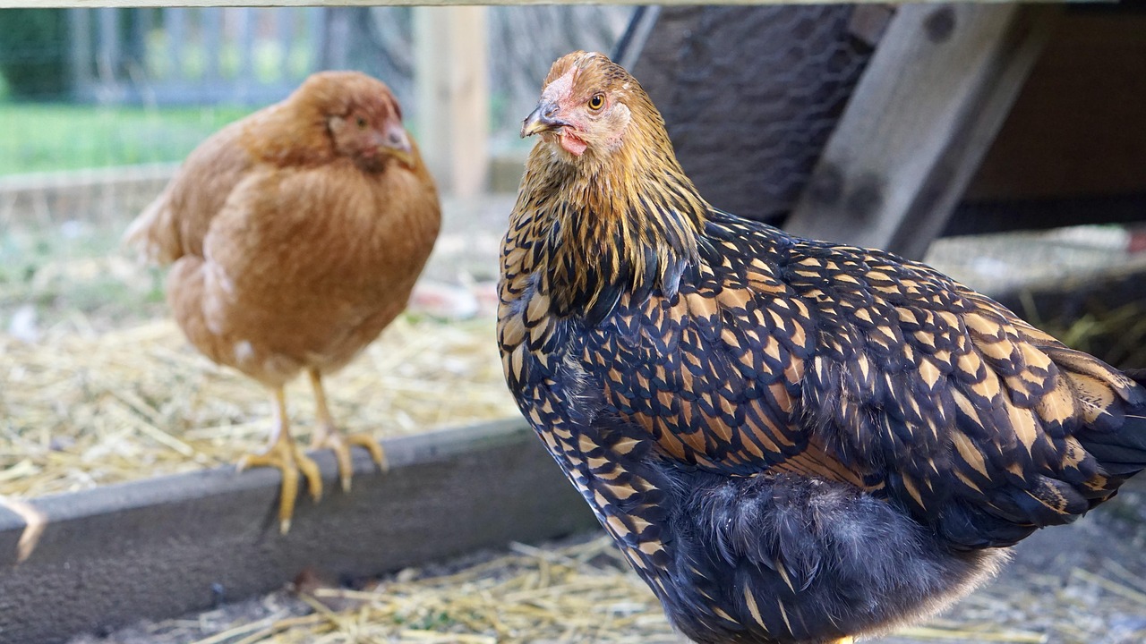 Galinhas em granja; Arábia Saudita suspende a carne de aves de Santa Catarina após caso de Newcastle