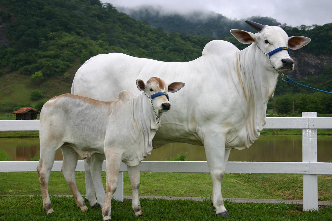 Vaca e bezerro nelore no pasto