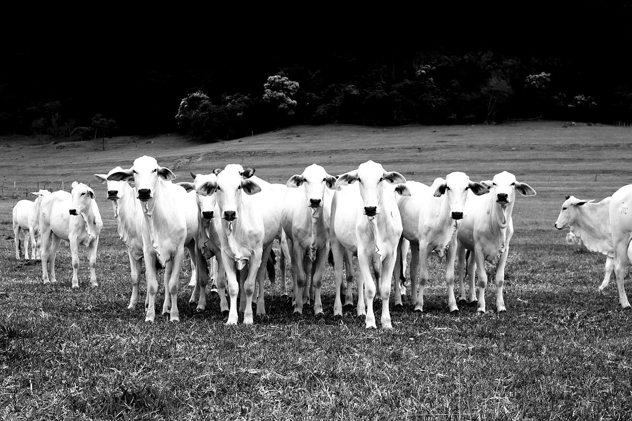 Rebanho de gado branco no pasto em fazenda no Brasil