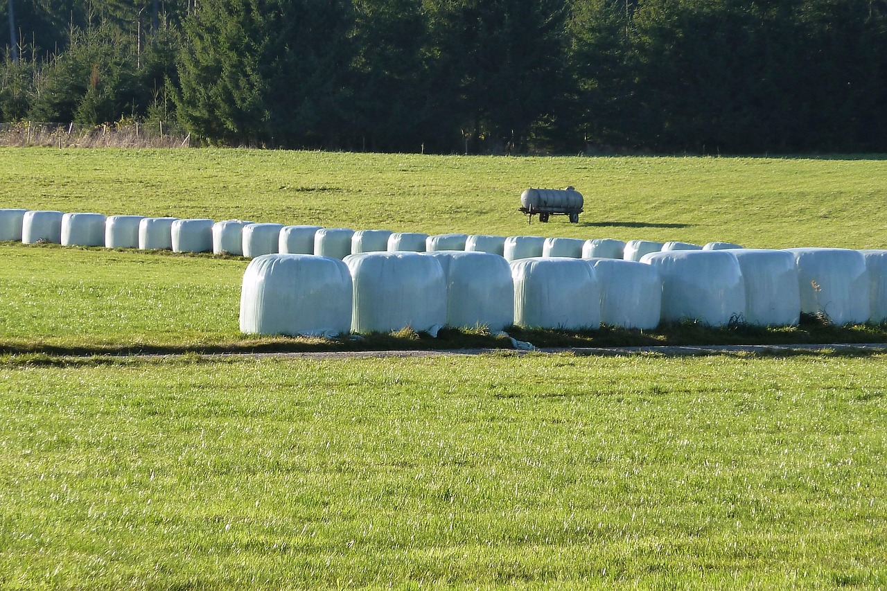 Silagem para alimentação de gado em fazenda