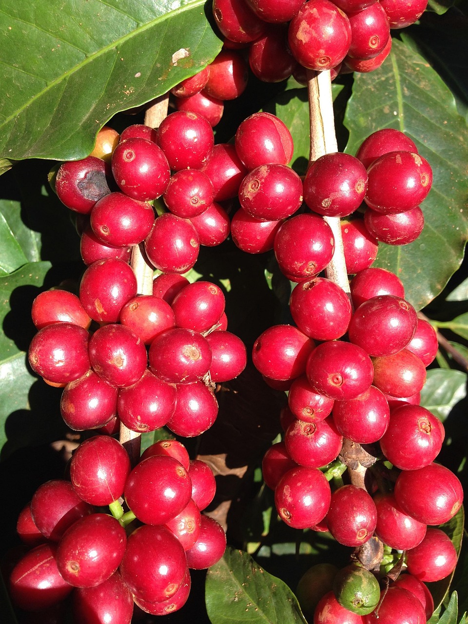 Frutos de café maduros no pé