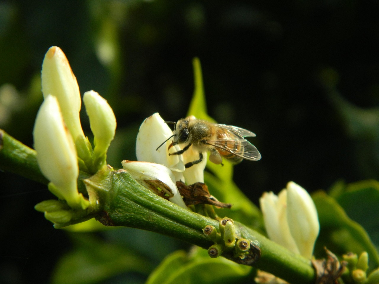 Abelha em flor de café; florada da safra 2027/28 vai bem, mas calor e El Niño preocupam, segundo o Cepea