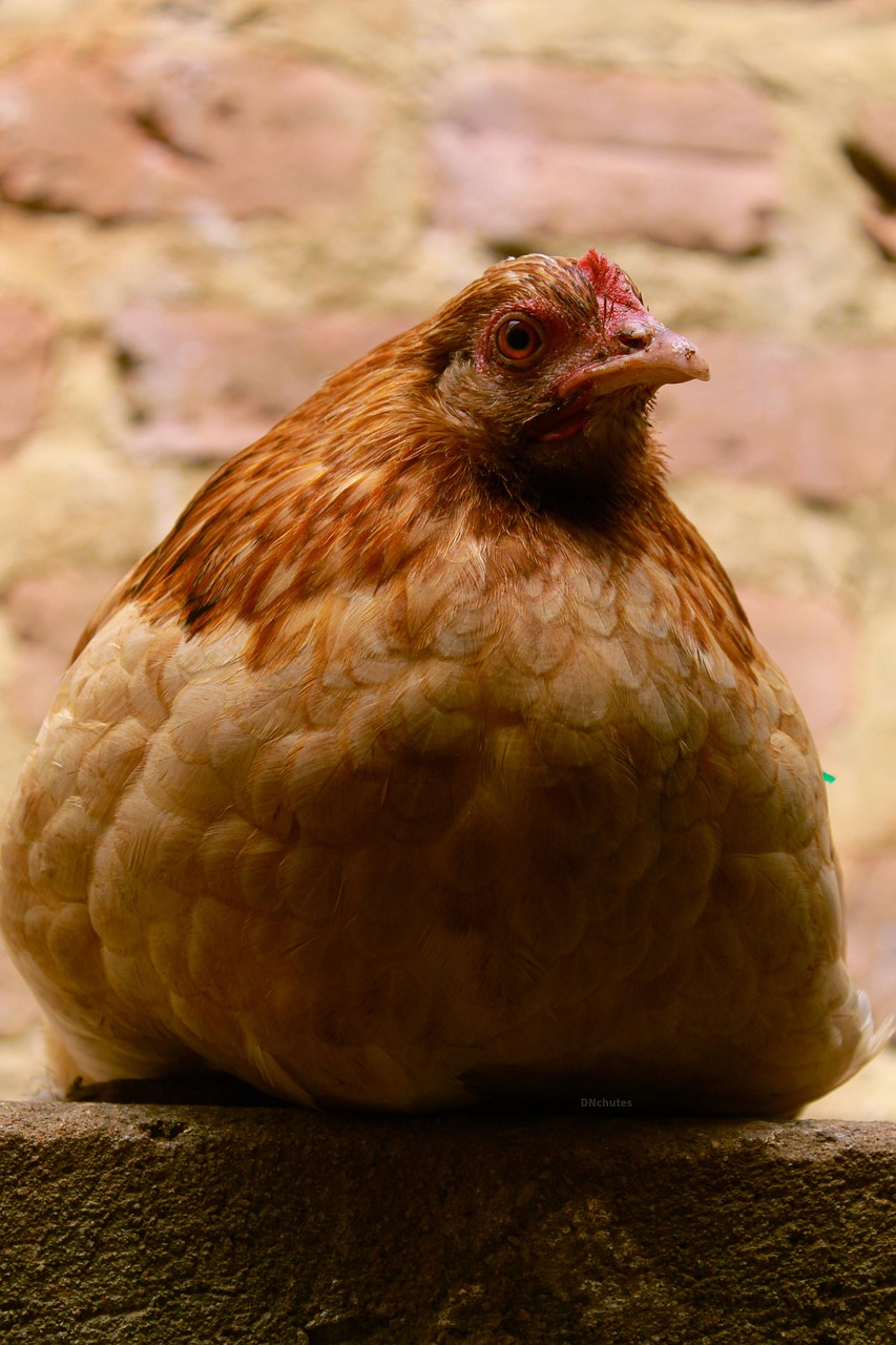 Frango de corte; China limita o embargo do frango brasileiro a Santa Catarina após caso de Newcastle