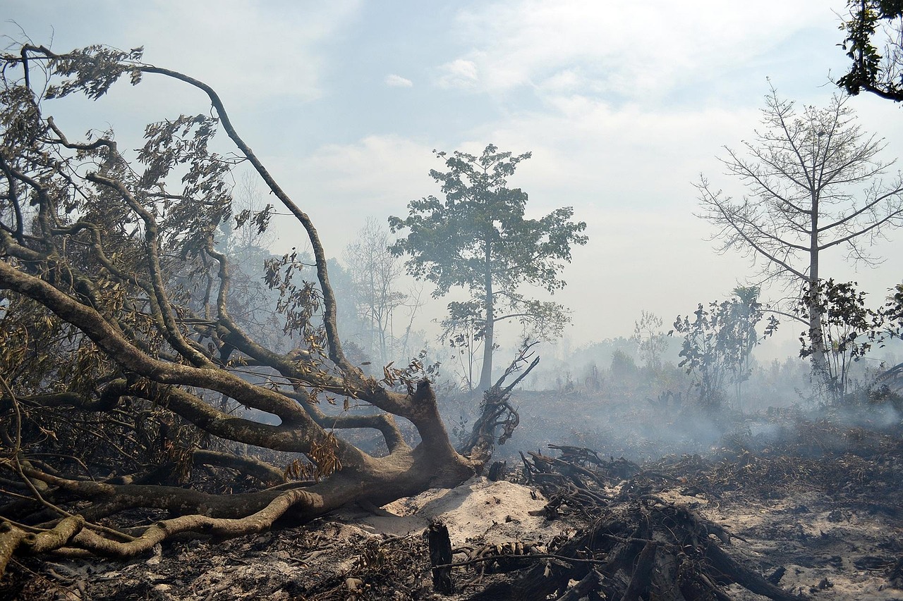 Fumaça sobre floresta atingida por incêndio, cena parecida com a do oeste do Pará nesta segunda-feira