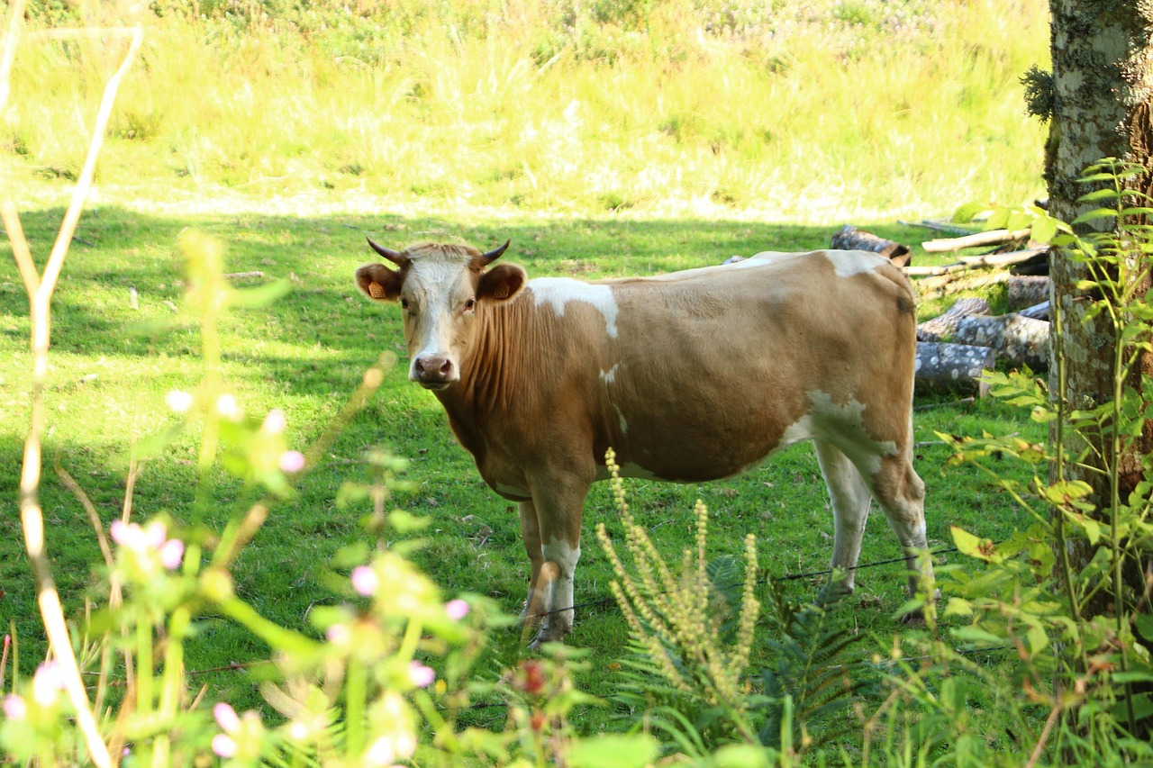 Vaca em pasto verde sob céu claro