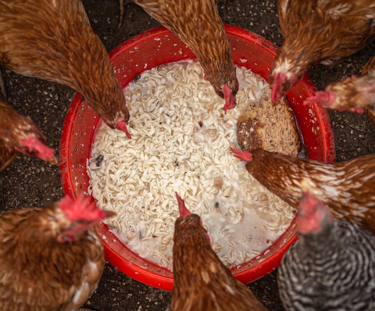 Bando de galinhas se alimentando em um terreiro de fazenda