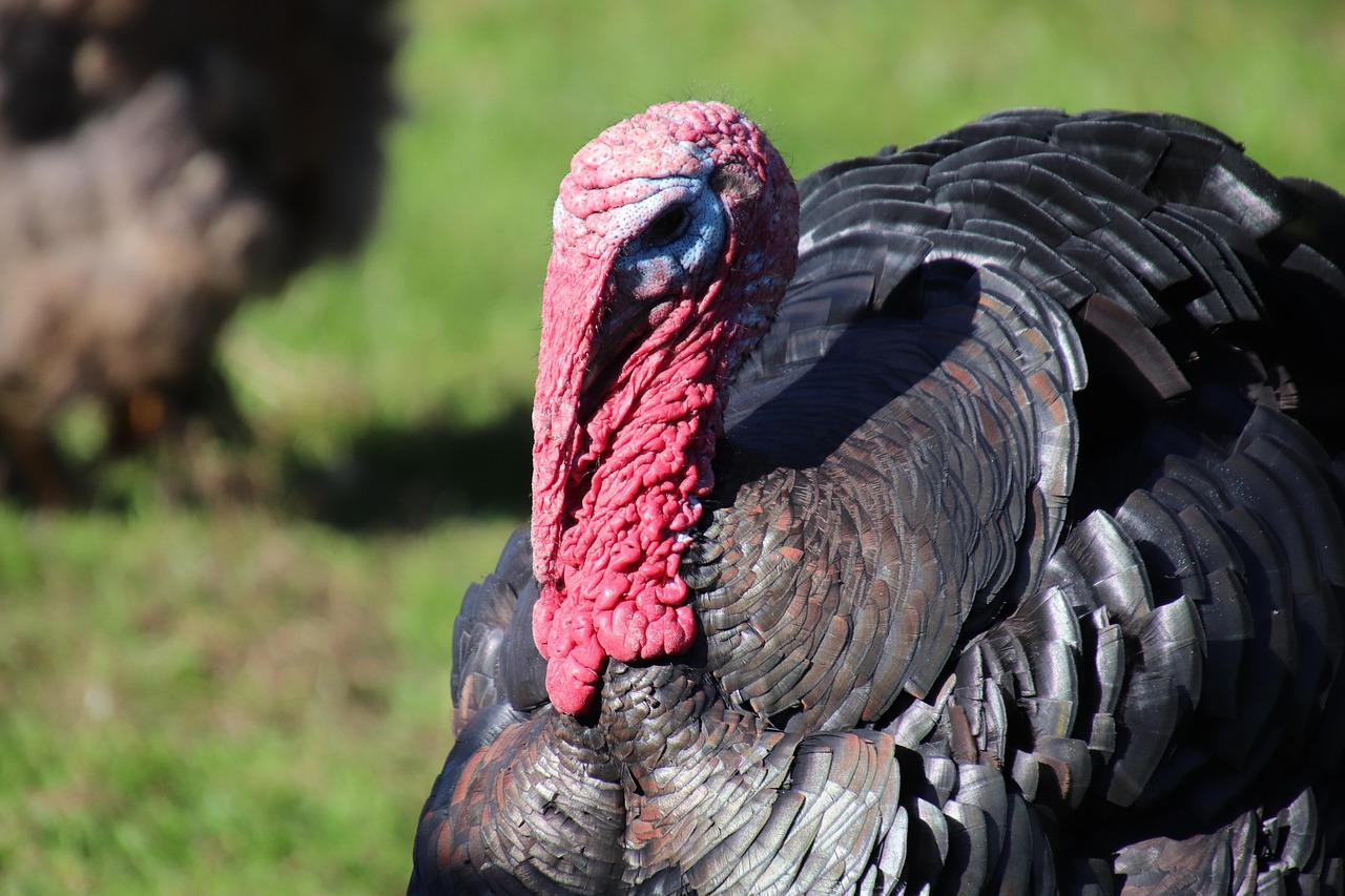 Perus em criação; caso de Newcastle numa granja de perus em SC fecha mercados ao frango brasileiro