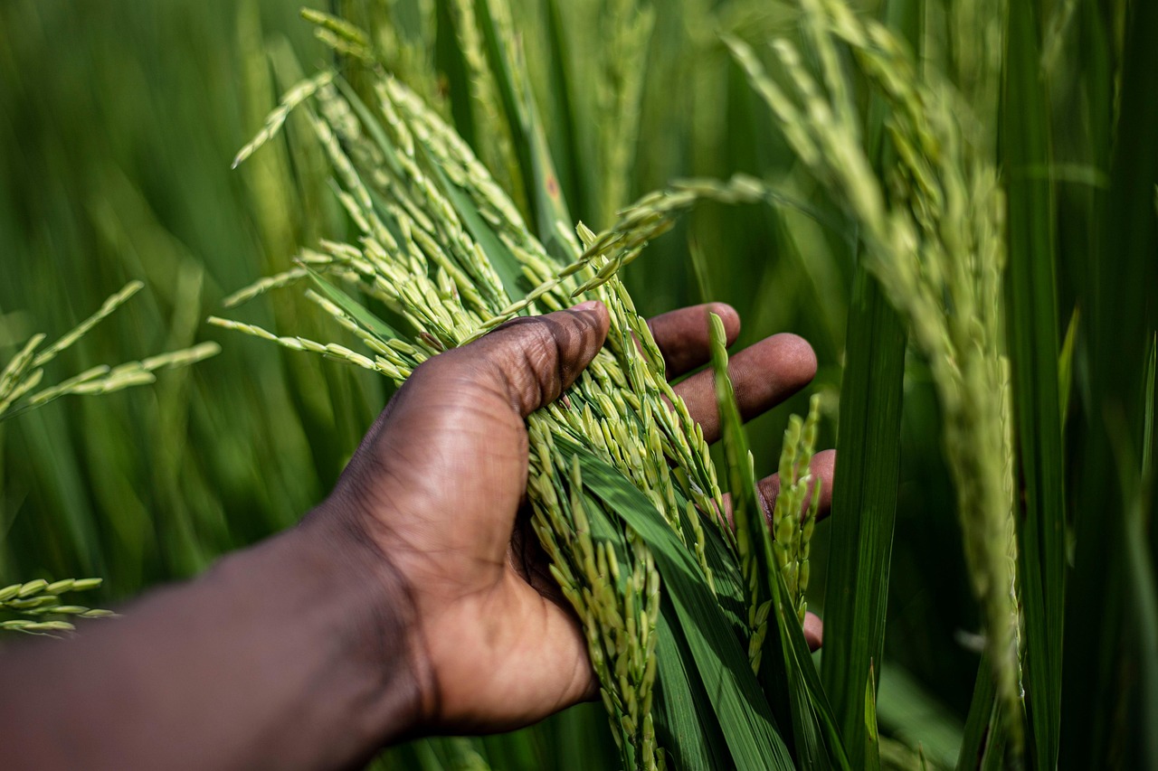 Cacho de arroz maduro na planta; preços ao produtor sobem no 3º trimestre puxados por arroz e soja, segundo o Cepea