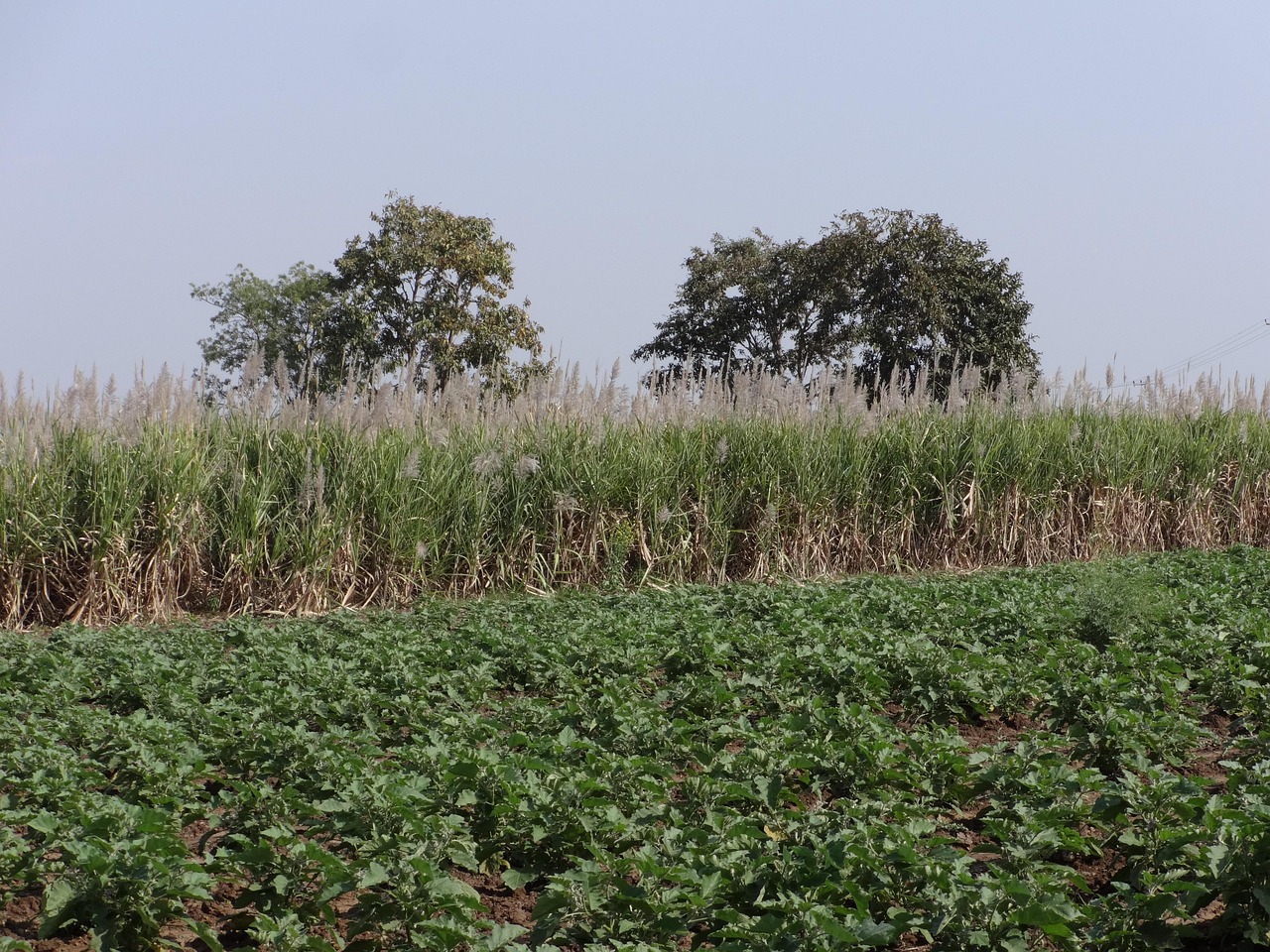 Plantação de cana-de-açúcar em campo aberto sob céu limpo