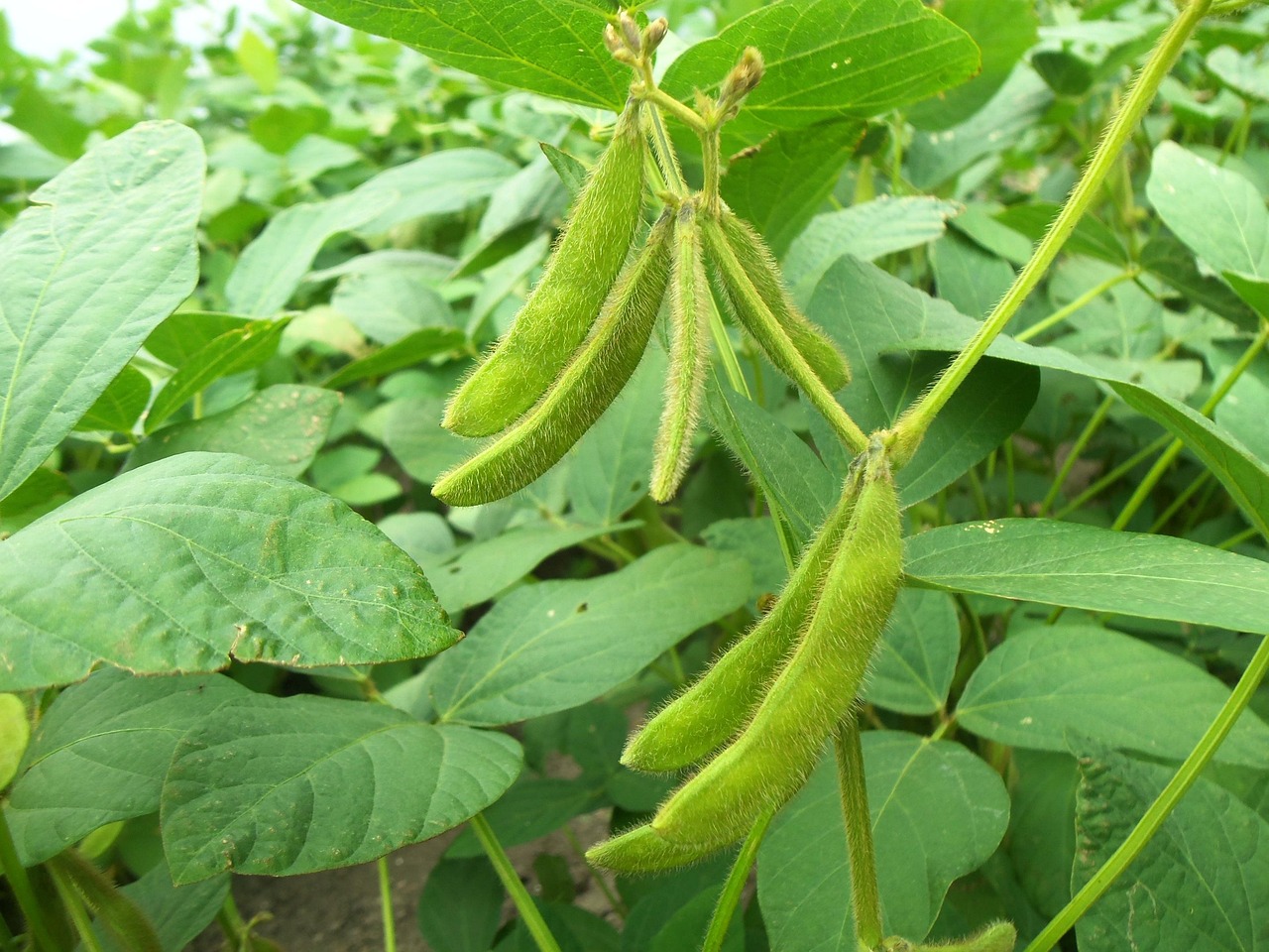Vagens de soja na lavoura