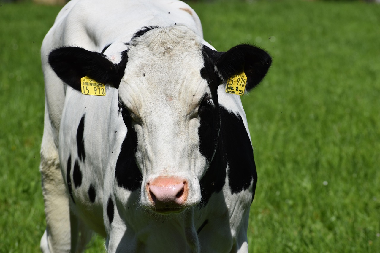 Vacas leiteiras da raça holandesa; o vírus Shamonda atinge sobretudo bovinos na Europa