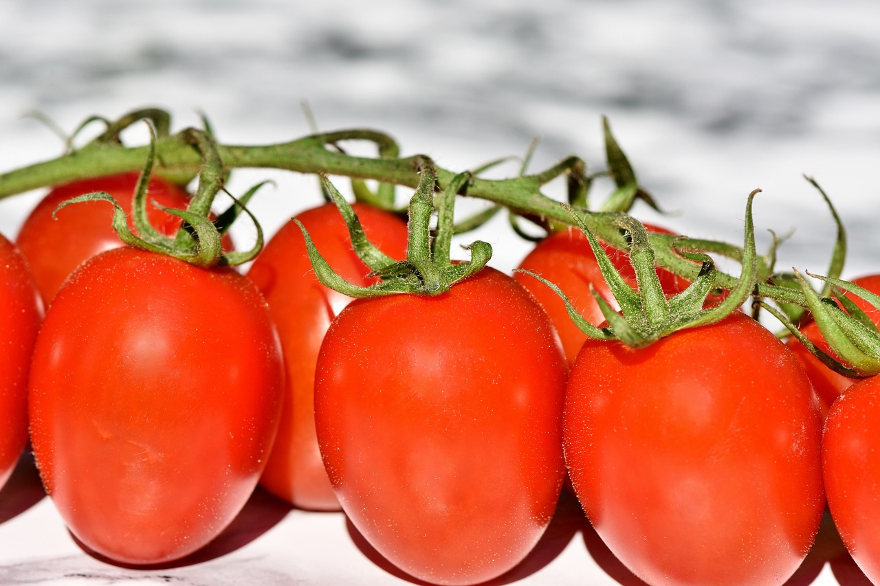 Pés de tomate com frutos vermelhos em lavoura a céu aberto